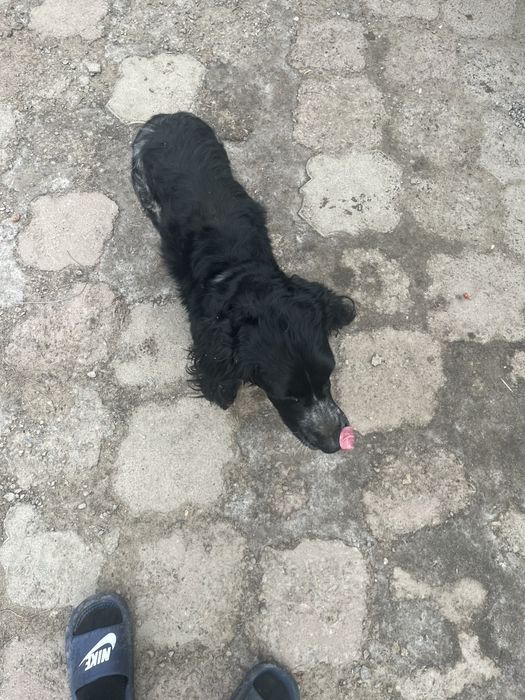 Спаниель спочна продать надо