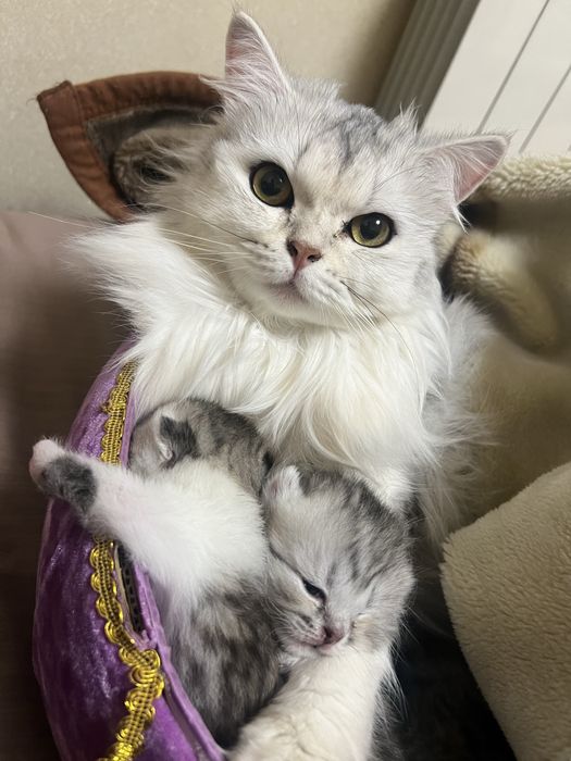 Котята милашки:)СРОЧНО ПРОДАЮ!