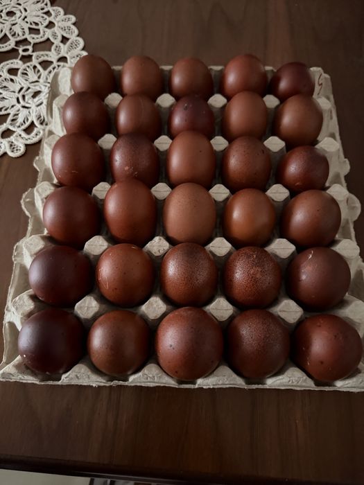 Oua Marans, Araucana si Pita Pinta