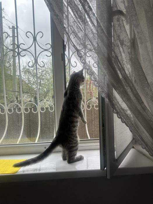 Котенок котенок