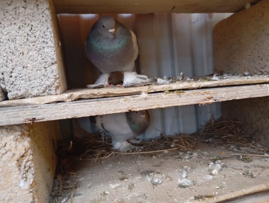 Кептер сатылады жас моладои