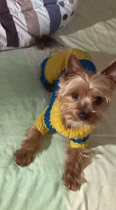 Передержка собак.