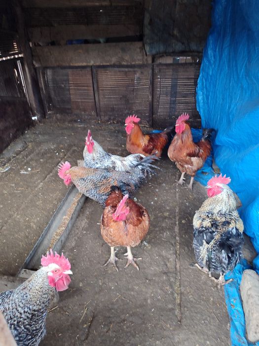 Oua de tara , cocosi , iepuri