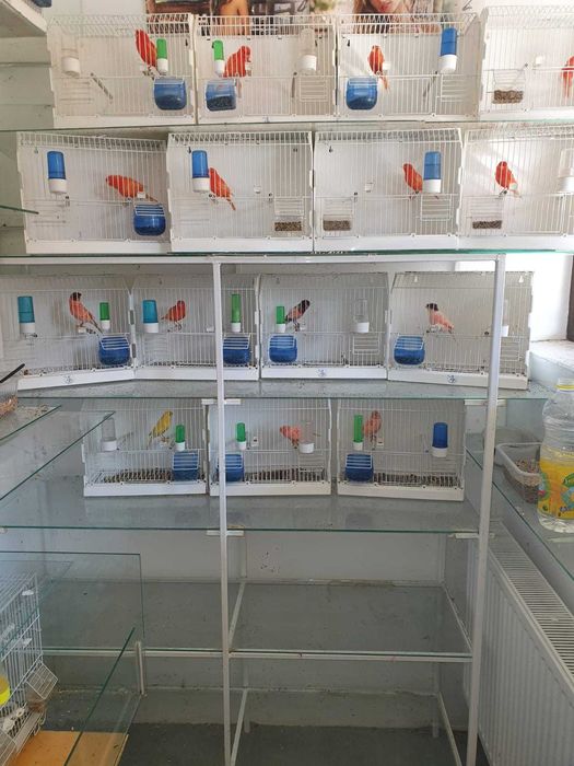 Canari Rosi , Hibrizi de sticlete de petrusel de vanzare