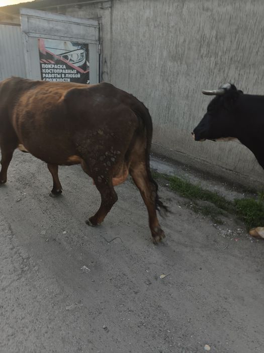 Продам корову и теленка