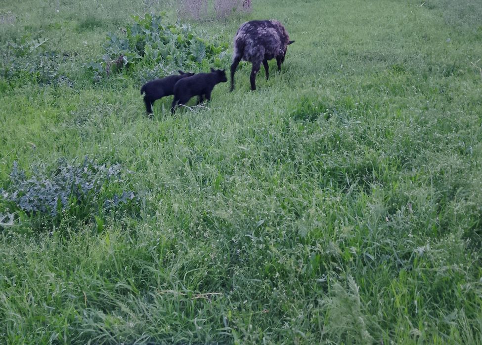 Продам! Продам! Продам!