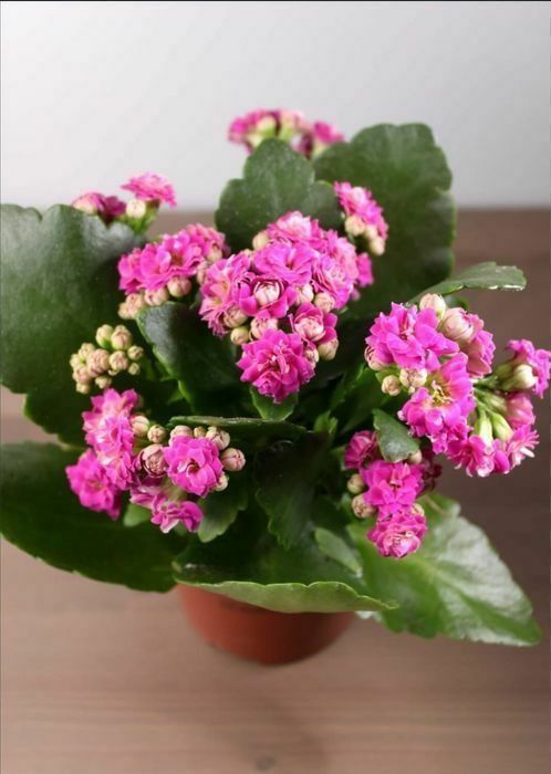 Продам комнатные цветы