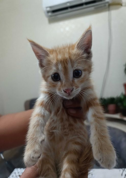 Милые, домашние котята.