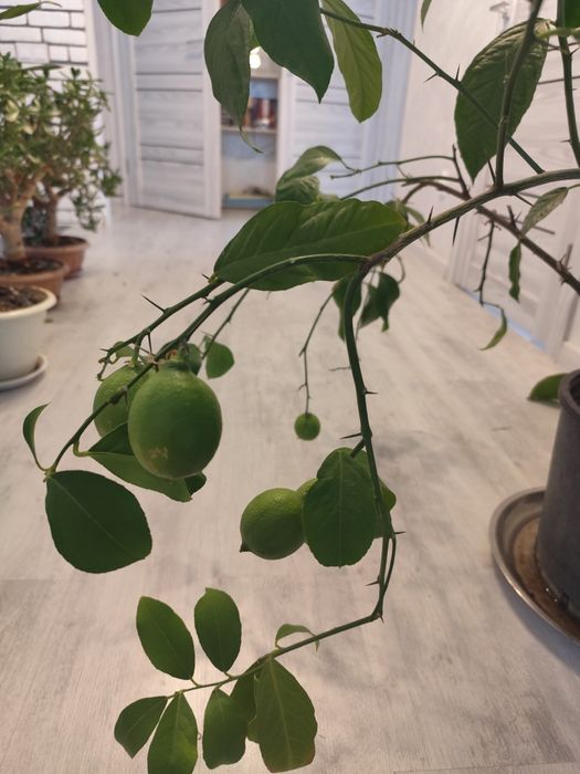 Продам лимон плодоносящий