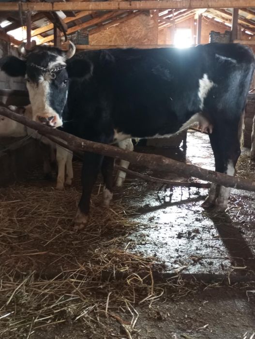 Vând sau schimb vacă la primul vitel