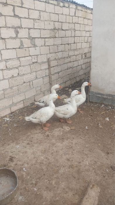 Каздар сатылады