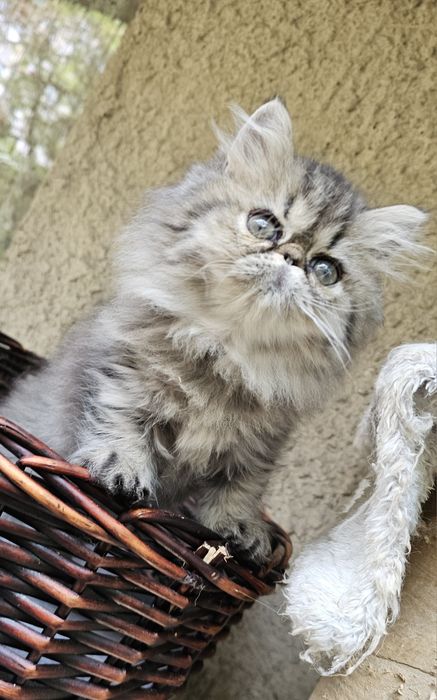 Персийско котенце