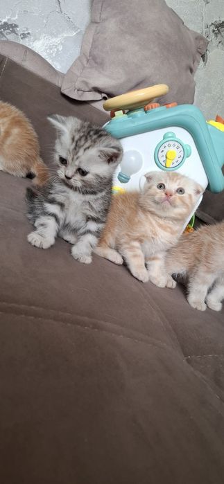 Шотландские короткошерстные котята