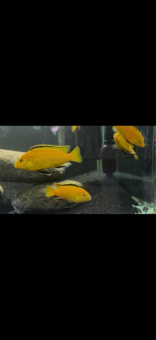 yellow toza qon oila
