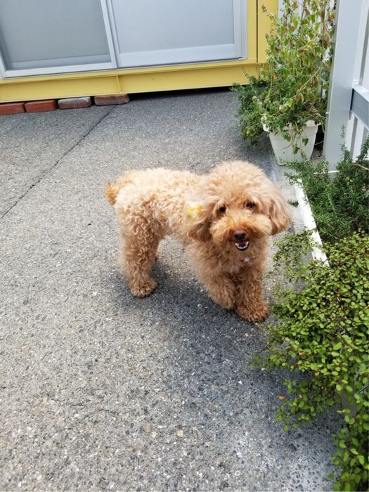 Той- пудел мини