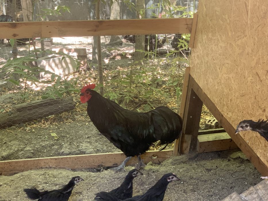 Cocos Australorp - 2025