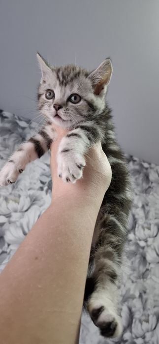 Британские котята