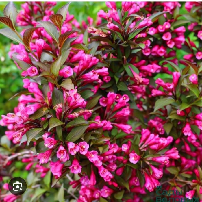 Цветы для сада Тараз