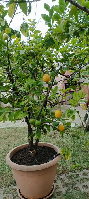 Vand lamai altoiti, cu fructe