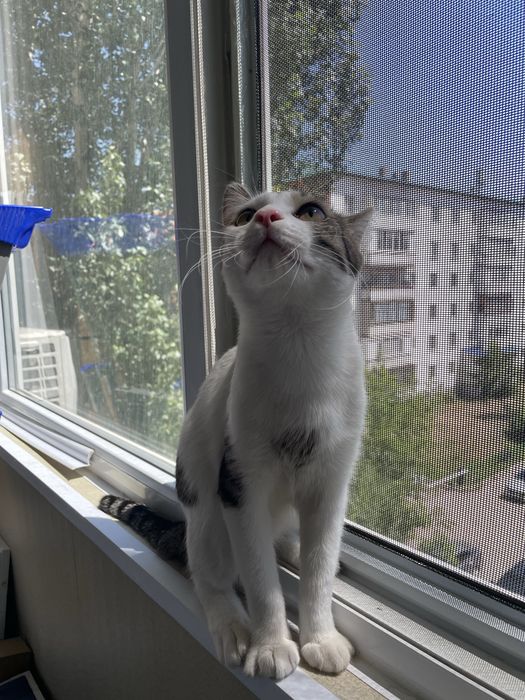 Астана. Кот 1 год. Кастрирован