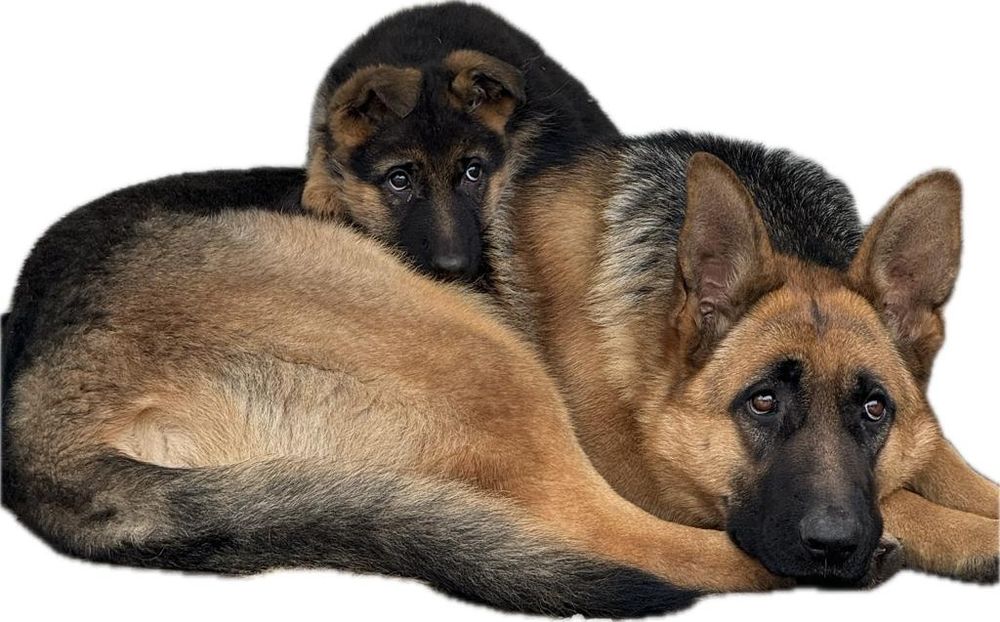 Продаем щенков немецкой овчарки