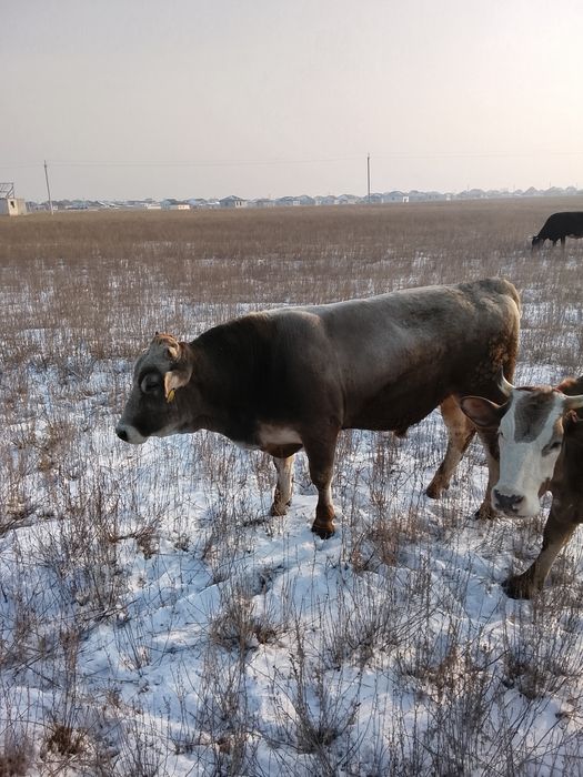 Бык швед на племя