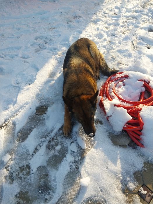 Продам собаку овчарка