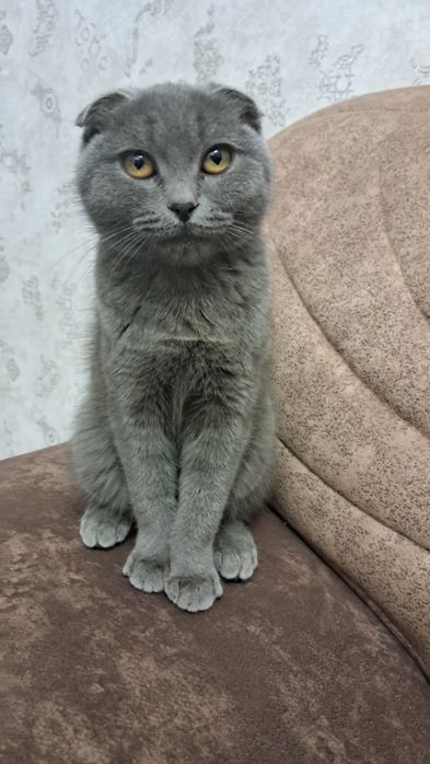 Мушуклар сотилади скотш фолд