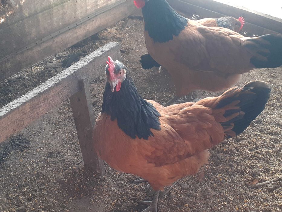 Oua de incubat Vorwerk