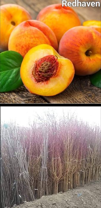 Caisi-pomi fructiferi