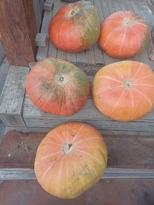 Продаётся дачная  тыква