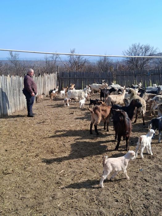 Vând capre fătate