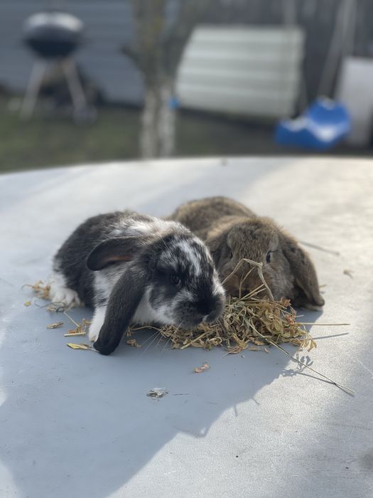 Iepuri berbec german