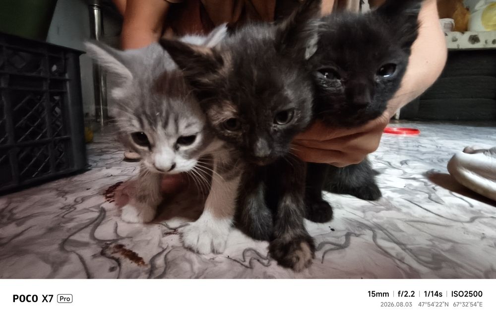 Котёнок мальчик серый белый