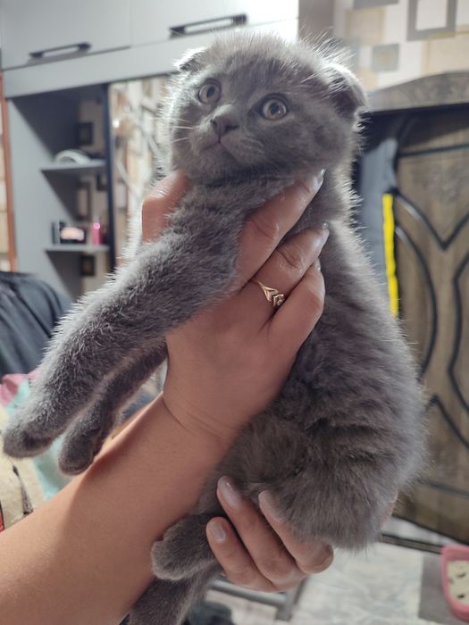 Породистый котёнок