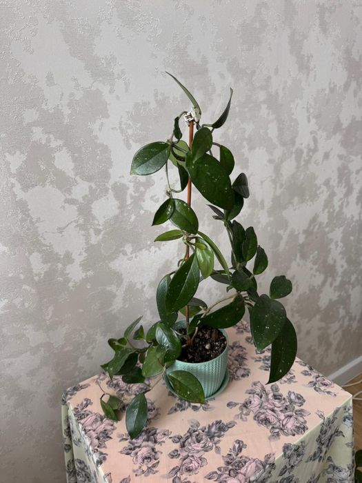 Продам цветы Хойа