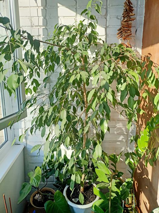 продам комнатные цветы