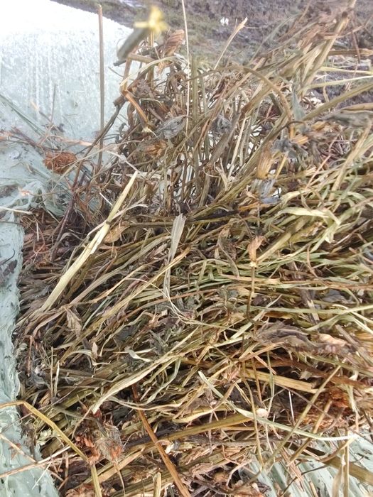 Baloți infloliat de lucernă și trifoi