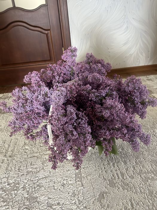 Сирень свежие ,красивые