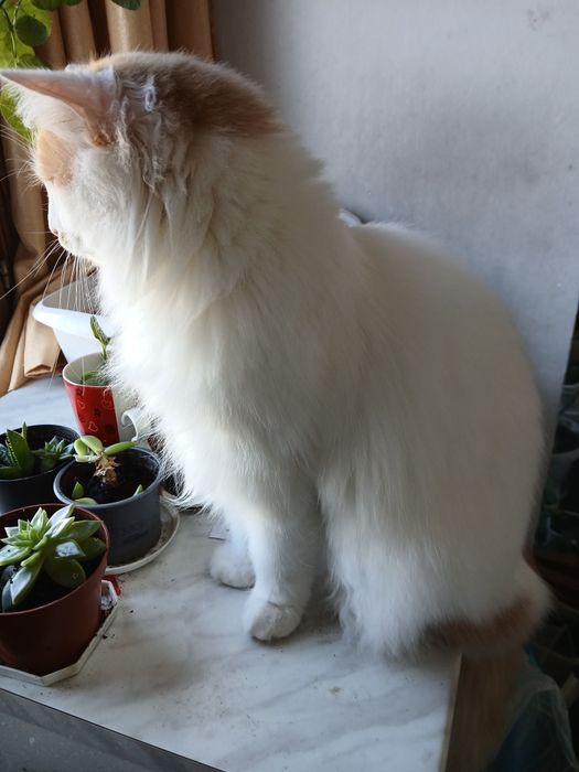 Ангорско коте - мъжко, на 3 месеца