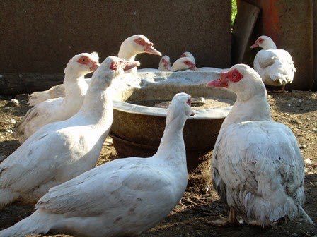 Юқори сифатли тухум ва гўшт йўналишидаги индоуткалар сотилади! Срочно!