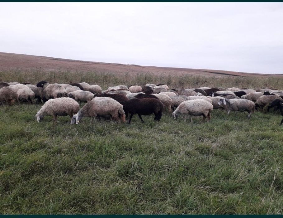 Vand Oi Karacul URGENT!!