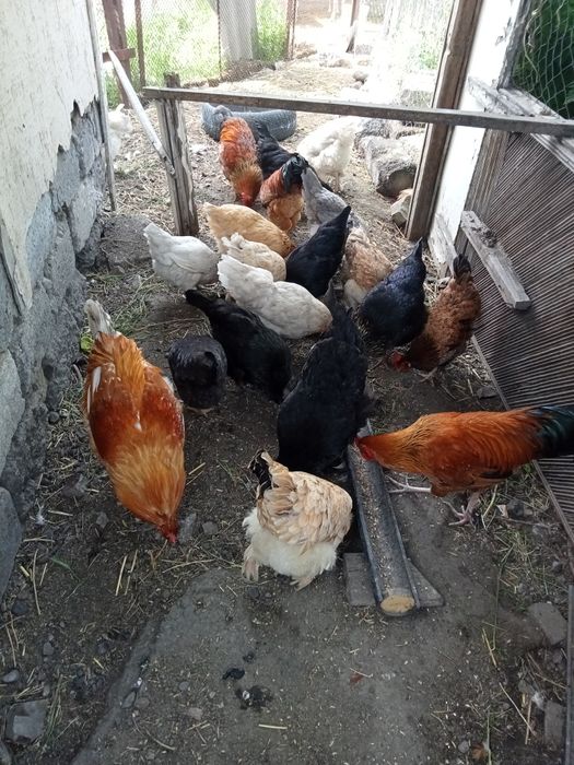 Тауықтар сатылады