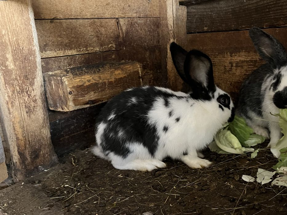 Iepuri rasa urias cu fluture german