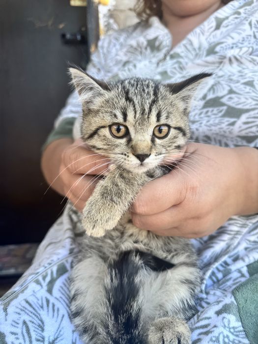Отдам котят в добрые руки