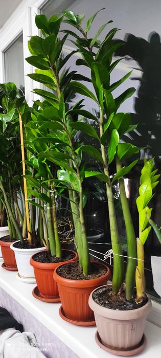 Долларовое дерево. Замиокулькас