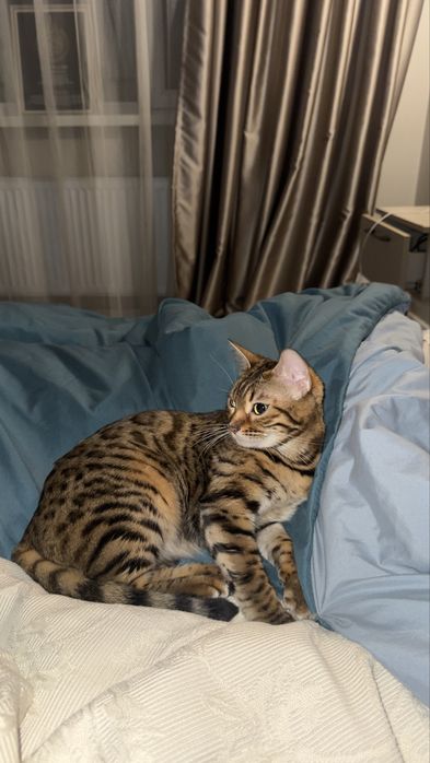 Бенгальская кошечка