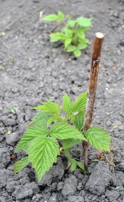 Butași zmeur Polka/buc