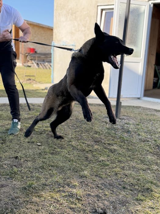 Vand Ciobanesc Belgian-Malinois