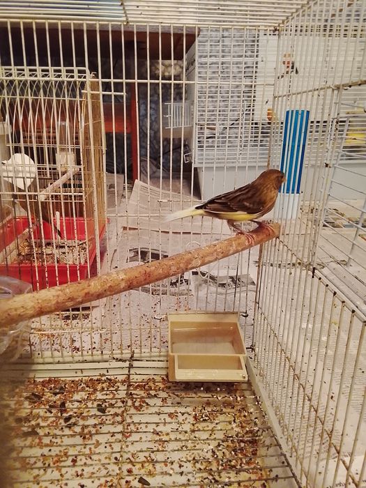 Продаю канарейку самку 7 месяцев зелёное дерево с лимоном мешаное